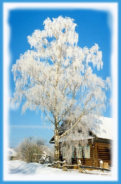 Есенин С. А. &laquo;Береза&raquo;